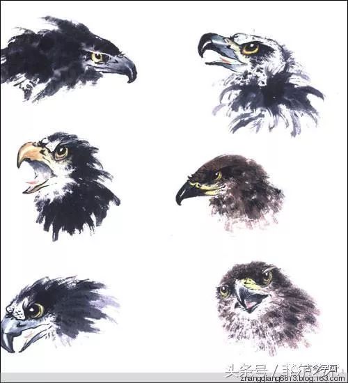 鹰的画法以及步骤图片