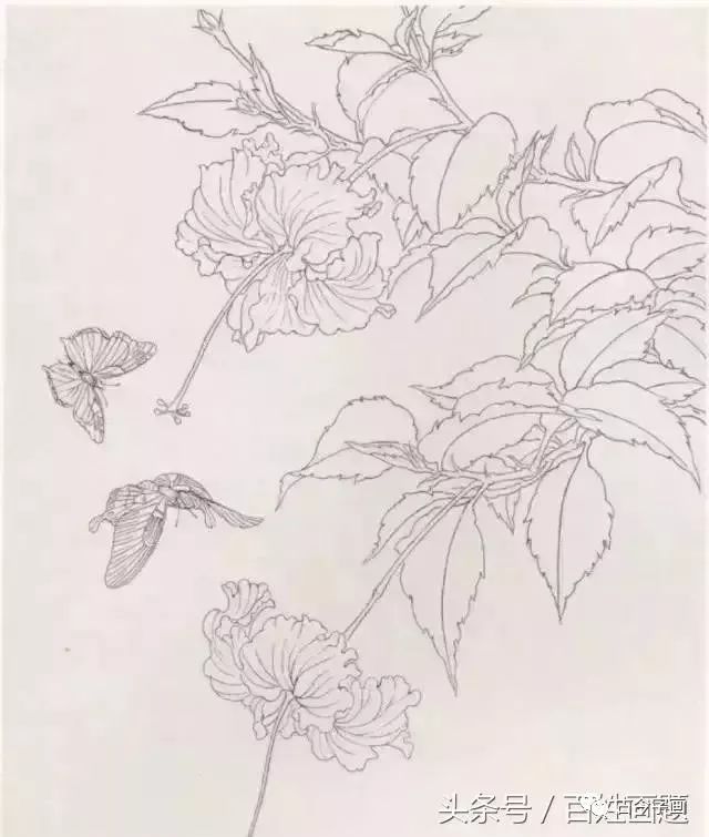 每日一学——工笔花鸟入门教程：工笔画蝴蝶绘制步骤！